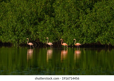 Caroni Swamp In The Caribbean 