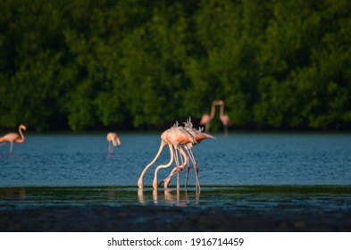 Caroni Swamp In The Caribbean 