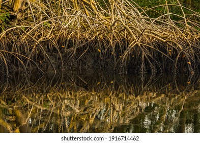 Caroni Swamp In The Caribbean 