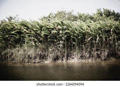 Caroni Swamp, Trinidad And Tobago