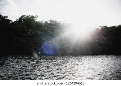 Caroni Swamp, Trinidad And Tobago