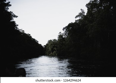 Caroni Swamp, Trinidad And Tobago