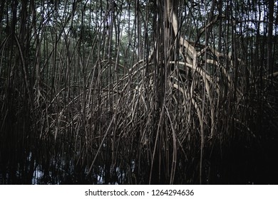 Caroni Swamp, Trinidad And Tobago