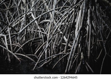 Caroni Swamp, Trinidad And Tobago