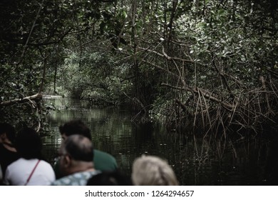 Caroni Swamp, Trinidad And Tobago