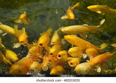 Carp