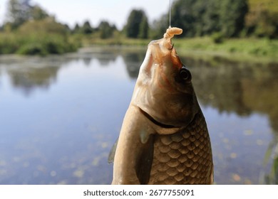 Carp bite on maggots during the day on the river. Catching peaceful fish in autumn.
