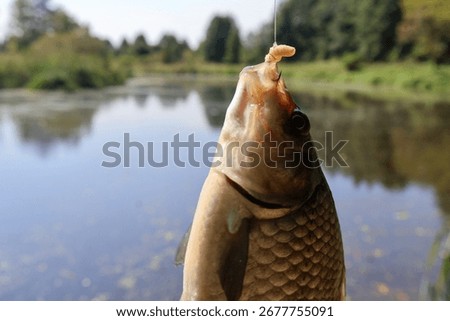 Carp bite on maggots during the day on the river. Catching peaceful fish in autumn.