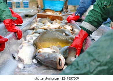 Carp - Classification Of Fish In Industry, Photography