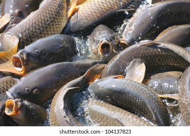 Carp Feeding Frenzy Pennsylvania Usa Stock Photo 104137823 | Shutterstock