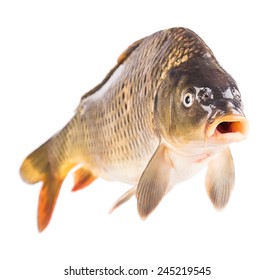 Carp Fish Isolated On White Background