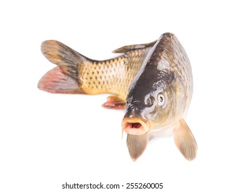 Carp Fish Isolated On White Background