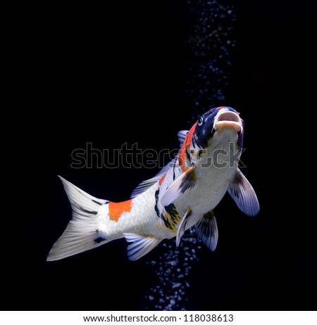 carp fish on black background