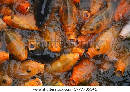 Carp fish is one of various species of oily freshwater fish from the family Cyprinidae, a very large group of fish native to Europe and Asia. Carp fish in the pond opens its mouth, waiting for food. 