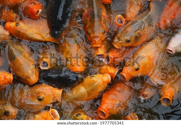 Carp fish is one of various species of oily freshwater\
fish from the family Cyprinidae, a very large group of fish native\
to Europe and Asia. Carp fish in the pond opens its mouth, waiting\
for food. 