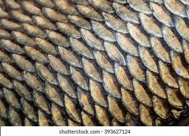 Carp Fish Scales Grunge Texture Background