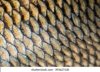 Carp Fish Scales Grunge Texture Background