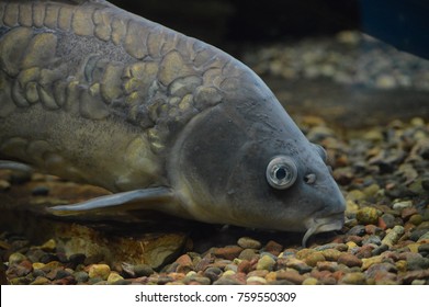 Imagenes Fotos De Stock Y Vectores Sobre Bottom Feeders