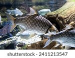Carp fish under water, close-up. freshwater fish under water.