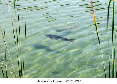 Carp Fish Under Water, Top View