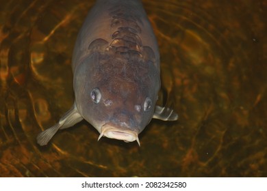 Carp Fishes (cypriniformes) In The Historical Pool. Close Up Shot Face To Face.