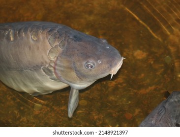 Carp Fishes (cypriniformes) In The Historical Pool. Close Up Shot Face To Face.