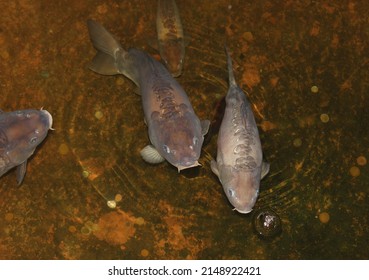 Carp Fishes (cypriniformes) In The Historical Pool. Close Up Shot Face To Face.