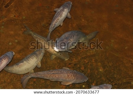 Carp fishes (cypriniformes) in the historical pool.