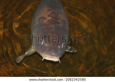Carp fishes (cypriniformes) in the historical pool. Close up shot face to face.