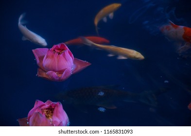 Carp Fist Or Koi In Indoor Pond With Lotus. Creating Peaceful Motion And Ambience