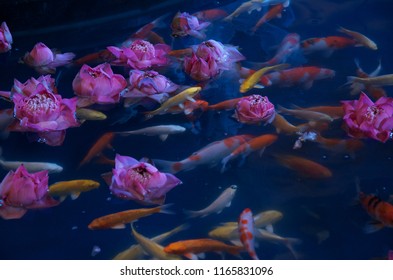 Carp Fist Or Koi In Indoor Pond With Lotus. Creating Peaceful Motion And Ambience