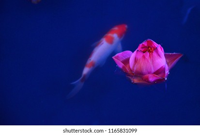 Carp Fist Or Koi In Indoor Pond With Lotus. Creating Peaceful Motion And Ambience