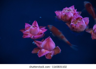 Carp Fist Or Koi In Indoor Pond With Lotus. Creating Peaceful Motion And Ambience