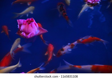 Carp Fist Or Koi In Indoor Pond With Lotus. Creating Peaceful Motion And Ambience