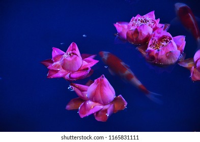 Carp Fist Or Koi In Indoor Pond With Lotus. Creating Peaceful Motion And Ambience