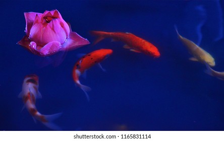 Carp Fist Or Koi In Indoor Pond With Lotus. Creating Peaceful Motion And Ambience