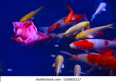 Carp Fist Or Koi In Indoor Pond With Lotus. Creating Peaceful Motion And Ambience