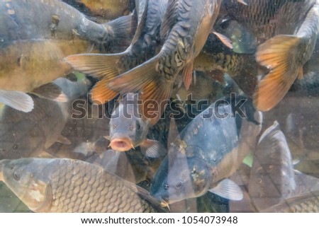 Carp floating in a large aquarium in the store