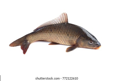 Carp Isolated On White Background