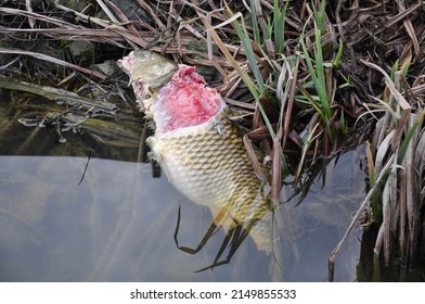 Carp Killed By Otter In Pond