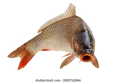 Carp with an open mouth in a jump. Surprised, shocked or amazed face front view. Isolated on white background.