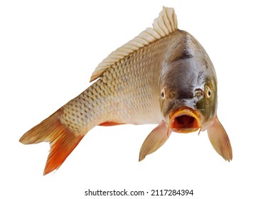 Carp with an open mouth in a jump. Surprised, shocked or amazed face front view. Isolated on white background.