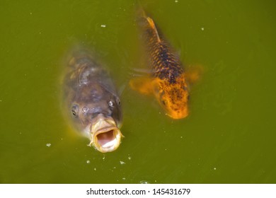 Carp In A Pond Gasping For Air