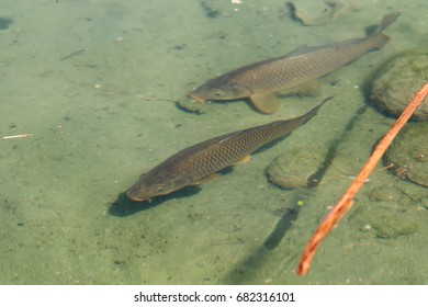 Carp Pond Top View Blur Stock Photo (Edit Now) 682316092