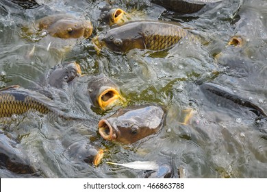 Carp Pymatuning Lake Pennsylvania Stock Photo 466863788 