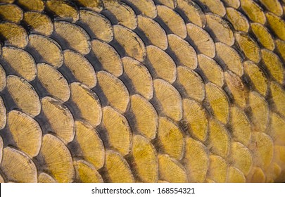 Carp Scales Texture