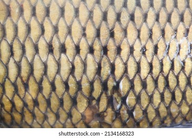 Carp Skin And Scales, Yellow-gold