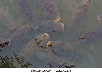 Carp Surface Water Stock Photo 1282701235 | Shutterstock