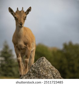 Carpa falconeri heptner. Turkmenian Markhor unique species. Young goat. Close up portrait
