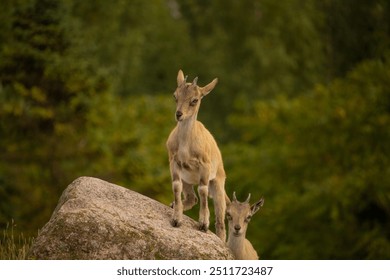Carpa falconeri heptner. Turkmenian Markhor Young goats.Close up portrait 